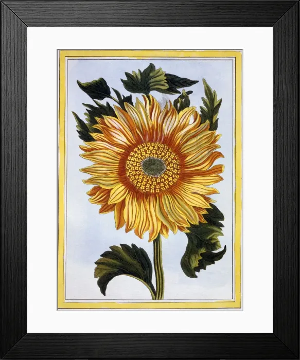 Framed Print : Sunflower, pub. 1776. Creator: Pierre Joseph Buchoz (1731-1807) Framed Print : Sunflower, pub. 1776. Creator: Pierre Joseph Buchoz (1731-1807)