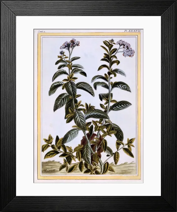 Framed Print : Heliotrope or Cherry Pie, pub. 1776. Creator: Pierre Joseph Buchoz (1731-1807) Framed Print : Heliotrope or Cherry Pie, pub. 1776. Creator: Pierre Joseph Buchoz (1731-1807)