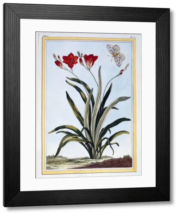 Framed Print : Cornlily, pub. 1776. Creator: Pierre Joseph Buchoz (1731-1807) Framed Print : Cornlily, pub. 1776. Creator: Pierre Joseph Buchoz (1731-1807)
