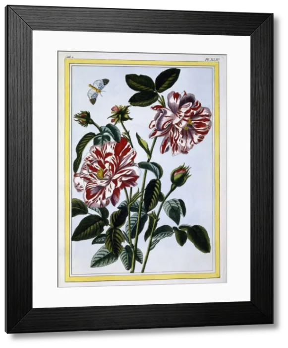 Framed Print : The Variegated Rose of England; pub. 1776. Creator: Pierre Joseph Buchoz (1731-1807) Framed Print : The Variegated Rose of England; pub. 1776. Creator: Pierre Joseph Buchoz (1731-1807)