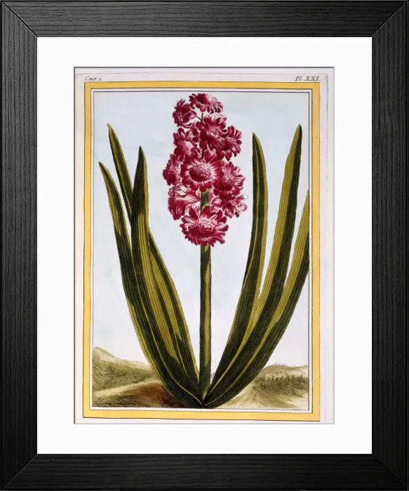 Framed Print : Royal Crimson, pub. 1776. Creator: Pierre Joseph Buchoz (1731-1807) Framed Print : Royal Crimson, pub. 1776. Creator: Pierre Joseph Buchoz (1731-1807)