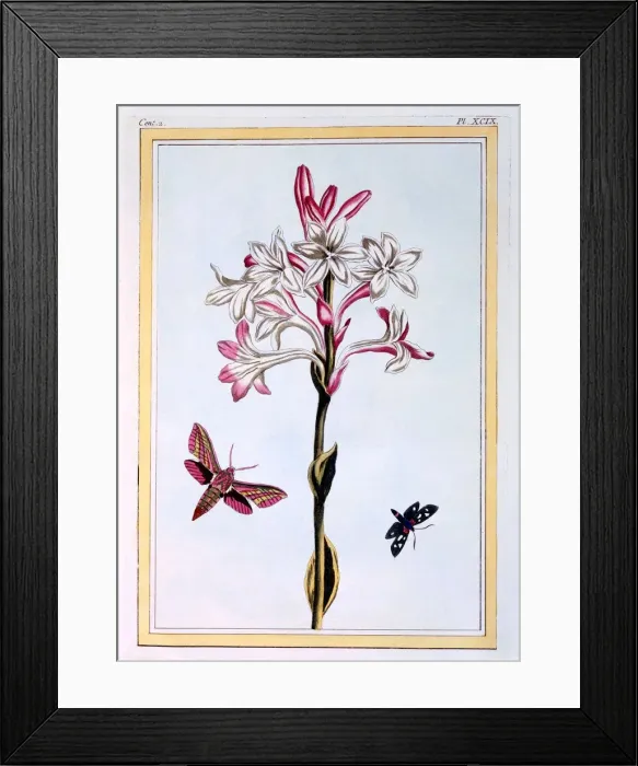 Framed Print : La Tuberose, pub. 1776. Creator: Pierre Joseph Buchoz (1731-1807) Framed Print : La Tuberose, pub. 1776. Creator: Pierre Joseph Buchoz (1731-1807)