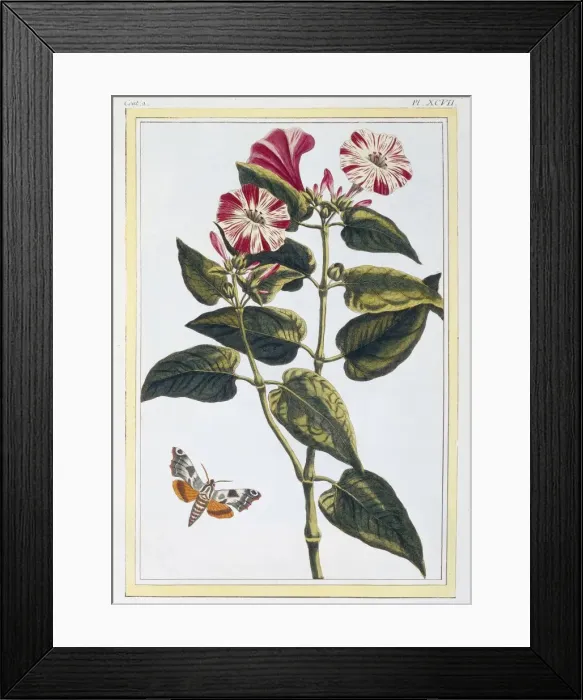 Framed Print : La Belle de Nuit (Morning Glory), pub. 1776. Creator: Pierre Joseph Buchoz (1731-1807) Framed Print : La Belle de Nuit (Morning Glory), pub. 1776. Creator: Pierre Joseph Buchoz (1731-1807)