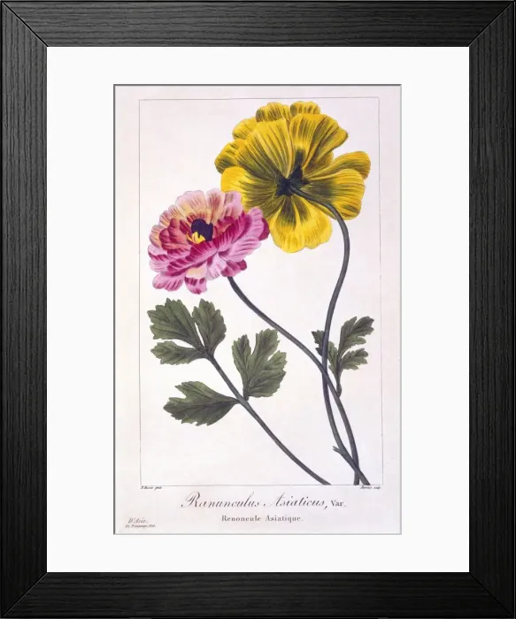 Framed Print : Persian Buttercup, pub. 1836. Creator: Panacre Bessa (1772-1846) Framed Print : Persian Buttercup, pub. 1836. Creator: Panacre Bessa (1772-1846)