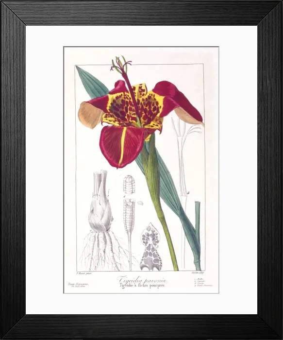 Framed Print : Tiger Flower or Peacock Flower, pub. 1836. Creator: Panacre Bessa (1772-1846) Framed Print : Tiger Flower or Peacock Flower, pub. 1836. Creator: Panacre Bessa (1772-1846)