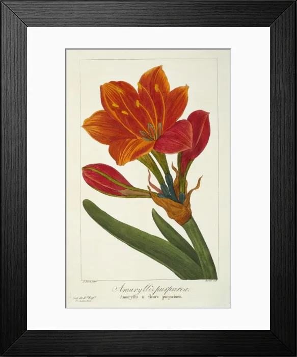 Framed Print : Amaryllis Purpurea, pub. 1836. Creator: Panacre Bessa (1772-1846) Framed Print : Amaryllis Purpurea, pub. 1836. Creator: Panacre Bessa (1772-1846)