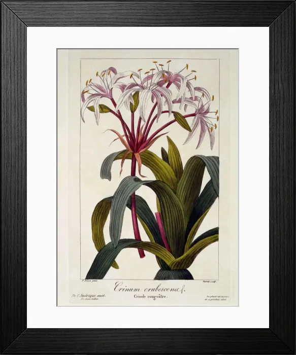 Framed Print : Crinum erubescens, pub. 1836. Creator: Panacre Bessa (1772-1846) Framed Print : Crinum erubescens, pub. 1836. Creator: Panacre Bessa (1772-1846)