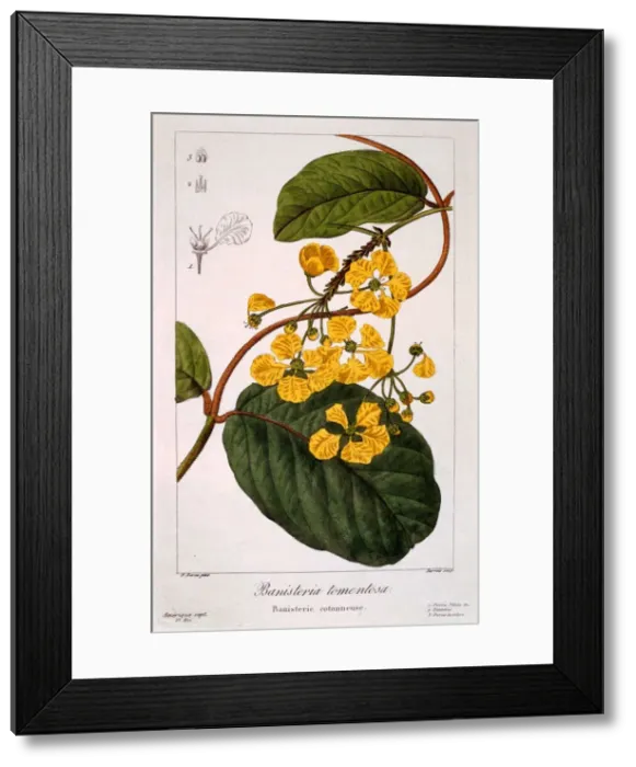 Framed Print : Banisteria: B. tormentosa, pub. 1836. Creator: Panacre Bessa (1772-1846) Framed Print : Banisteria: B. tormentosa, pub. 1836. Creator: Panacre Bessa (1772-1846)