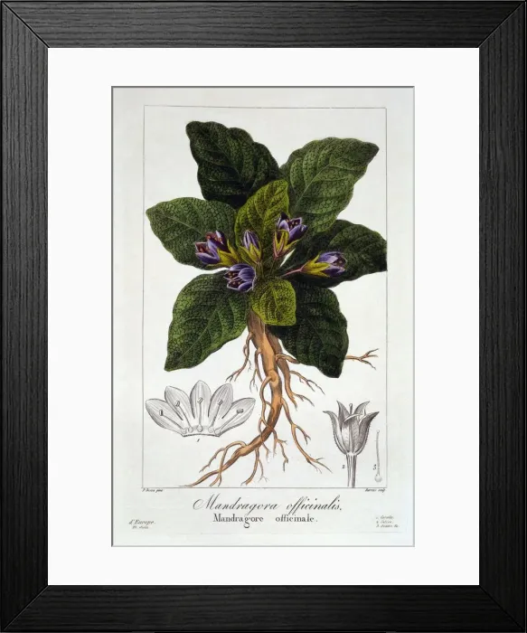 Framed Print : Mandrake: Mandragora officinarum, pub. 1836. Creator: Panacre Bessa (1772-1846)