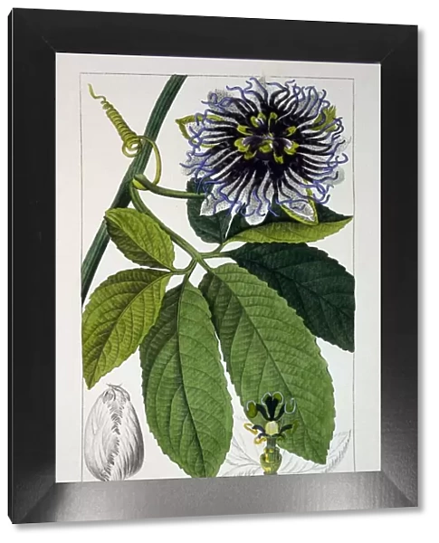 Passiflora pedata or Passion Flower, pub. 1836. Creator: Panacre Bessa (1772-1846)