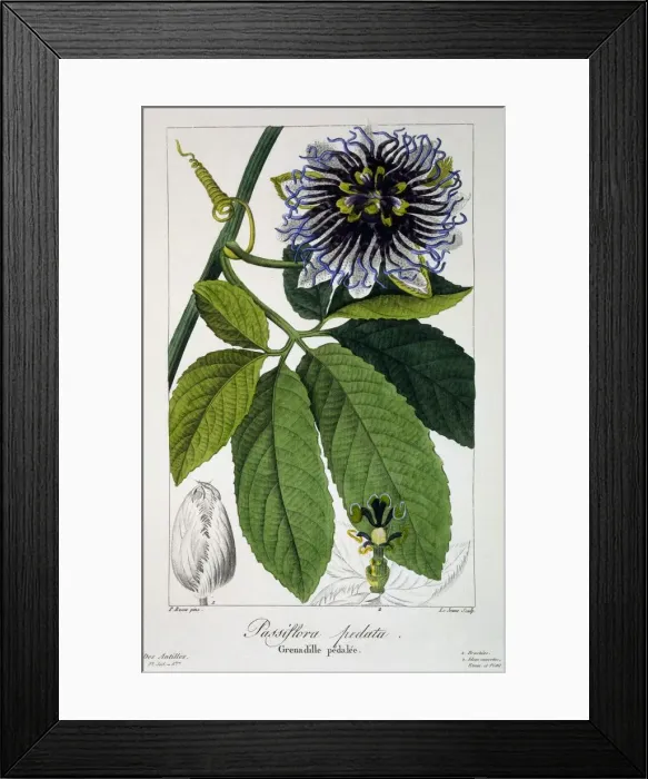 Framed Print : Passiflora pedata or Passion Flower, pub. 1836. Creator: Panacre Bessa (1772-1846) Framed Print : Passiflora pedata or Passion Flower, pub. 1836. Creator: Panacre Bessa (1772-1846)
