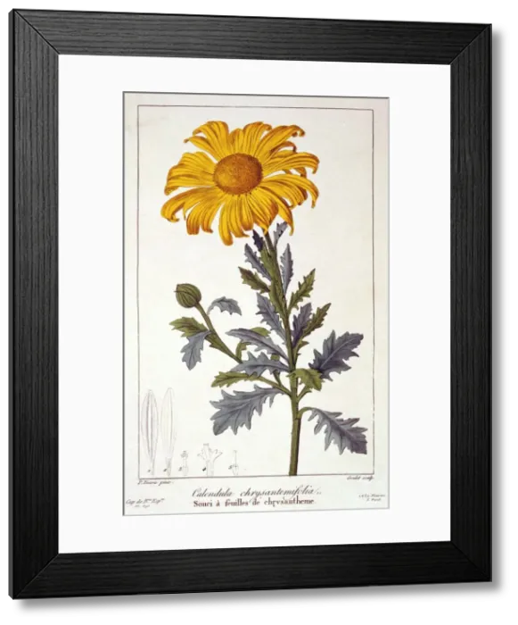 Framed Print : Calendula officinalis (Pot Marigold), pub. 1836. Creator: Panacre Bessa (1772-1846) Framed Print : Calendula officinalis (Pot Marigold), pub. 1836. Creator: Panacre Bessa (1772-1846)