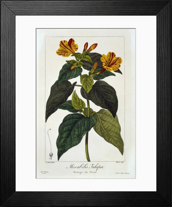 Framed Print : Ipomea Purga, pub. 1836. Creator: Panacre Bessa (1772-1846) Framed Print : Ipomea Purga, pub. 1836. Creator: Panacre Bessa (1772-1846)