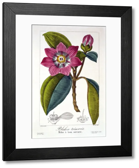 Framed Print : Melier, pub. 1836. Creator: Panacre Bessa (1772-1846) Framed Print : Melier, pub. 1836. Creator: Panacre Bessa (1772-1846)