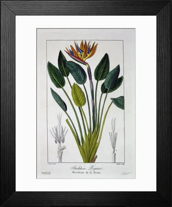 Framed Print : Bird of Paradise or Crane Flower, pub. 1836. Creator: Panacre Bessa (1772-1846) Framed Print : Bird of Paradise or Crane Flower, pub. 1836. Creator: Panacre Bessa (1772-1846)