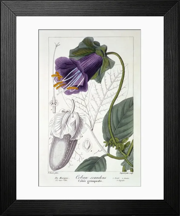 Framed Print : Cobaea scandens, pub. 1836. Creator: Panacre Bessa (1772-1846) Framed Print : Cobaea scandens, pub. 1836. Creator: Panacre Bessa (1772-1846)