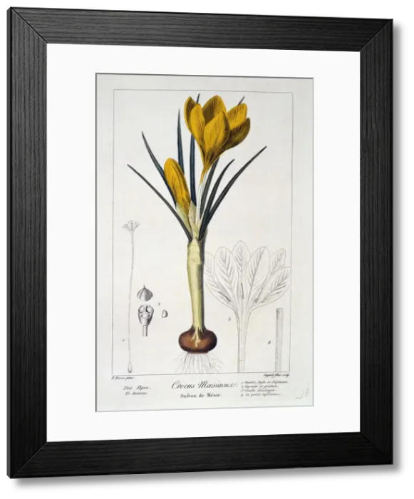 Framed Print : Crocus Maesiacus, 1836. Creator: Panacre Bessa (1772-1846) Framed Print : Crocus Maesiacus, 1836. Creator: Panacre Bessa (1772-1846)