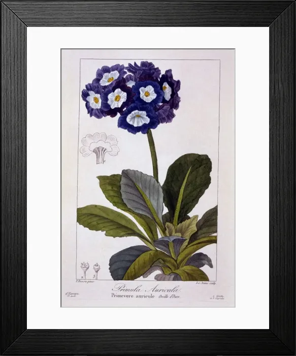 Framed Print : Primula auricula, pub. 1836. Creator: Panacre Bessa (1772-1846) Framed Print : Primula auricula, pub. 1836. Creator: Panacre Bessa (1772-1846)