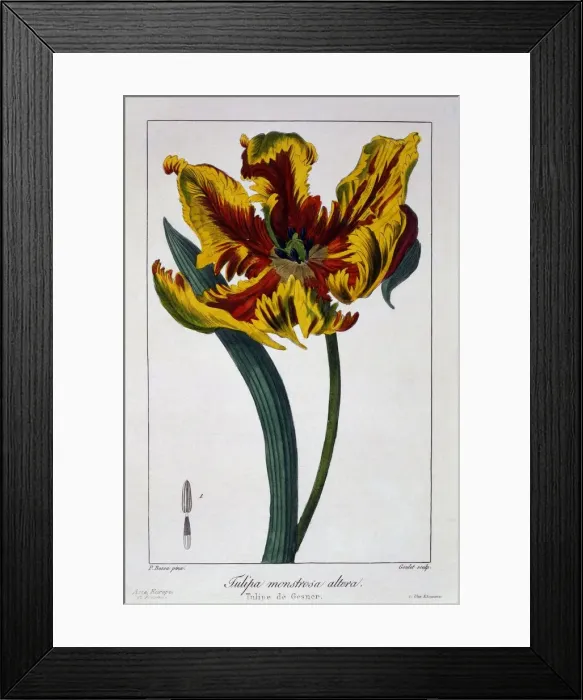 Framed Print : Tulip Flaming Parrot, pub. 1836. Creator: Panacre Bessa (1772-1846) Framed Print : Tulip Flaming Parrot, pub. 1836. Creator: Panacre Bessa (1772-1846)