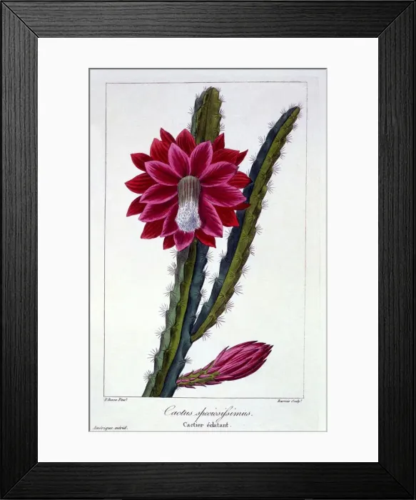 Framed Print : Cactus, pub. 1836. Creator: Panacre Bessa (1772-1846)