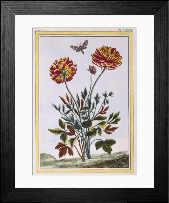 Framed Print : A variety of double flowered yellow poppy, pub. 1776. Creator: Pierre Joseph Buchoz (1731-1807) Framed Print : A variety of double flowered yellow poppy, pub. 1776. Creator: Pierre Joseph Buchoz (1731-1807)