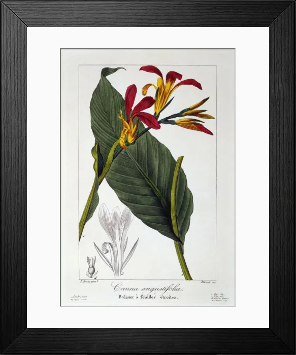Framed Print : Canna or Indian Shot Flower, pub. 1836. Creator: Panacre Bessa (1772-1846) Framed Print : Canna or Indian Shot Flower, pub. 1836. Creator: Panacre Bessa (1772-1846)