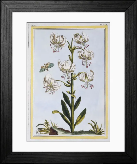 Framed Print : Le Martagan Blanc, pub. 1776. Creator: Pierre Joseph Buchoz (1731-1807) Framed Print : Le Martagan Blanc, pub. 1776. Creator: Pierre Joseph Buchoz (1731-1807)