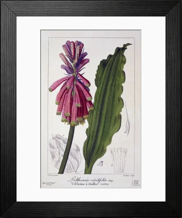 Framed Print : Veltheimia viridifolia, pub. 1836. Creator: Panacre Bessa (1772-1846) Framed Print : Veltheimia viridifolia, pub. 1836. Creator: Panacre Bessa (1772-1846)