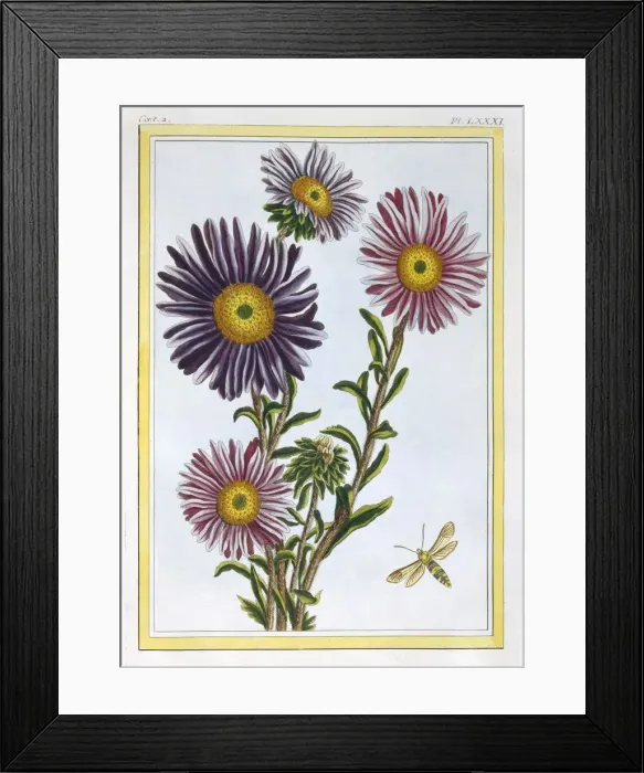 Framed Print : La Reine Marguerite (Aster), pub. 1776. Creator: Pierre Joseph Buchoz (1731-1807) Framed Print : La Reine Marguerite (Aster), pub. 1776. Creator: Pierre Joseph Buchoz (1731-1807)