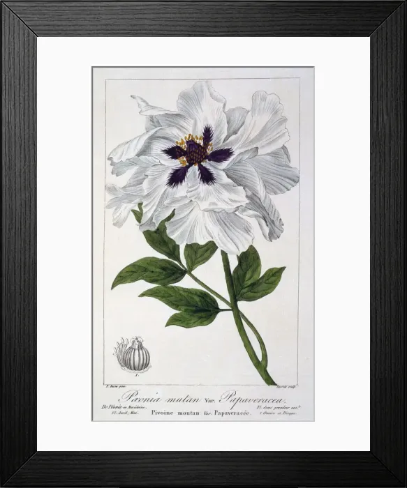 Framed Print : Peaeonia Suffruticosa, pub. 1836. Creator: Panacre Bessa (1772-1846) Framed Print : Peaeonia Suffruticosa, pub. 1836. Creator: Panacre Bessa (1772-1846)