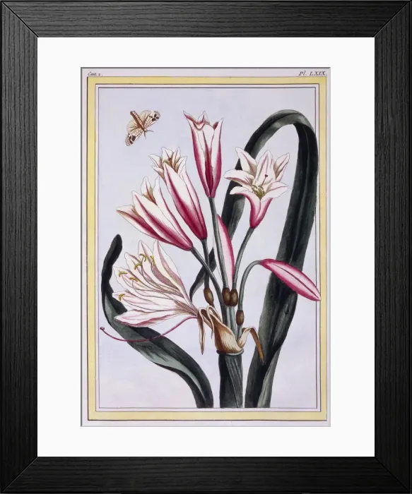 Framed Print : Long Leaved Amaryllis, pub. 1776. Creator: Pierre Joseph Buchoz (1731-1807) Framed Print : Long Leaved Amaryllis, pub. 1776. Creator: Pierre Joseph Buchoz (1731-1807)