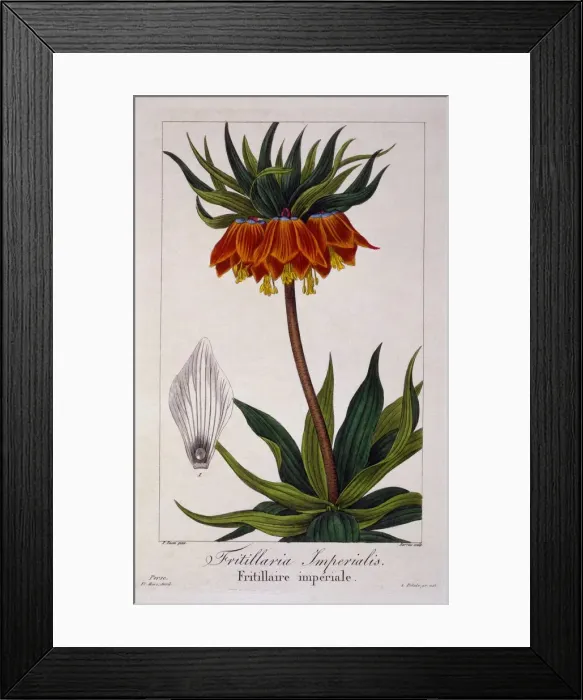 Framed Print : Fritillaria imperialis, pub. 1836. Creator: Panacre Bessa (1772-1846) Framed Print : Fritillaria imperialis, pub. 1836. Creator: Panacre Bessa (1772-1846)
