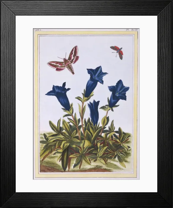 Framed Print : Blue Gentian (Trumpet Flower), pub. 1776. Creator: Pierre Joseph Buchoz (1731-1807) Framed Print : Blue Gentian (Trumpet Flower), pub. 1776. Creator: Pierre Joseph Buchoz (1731-1807)