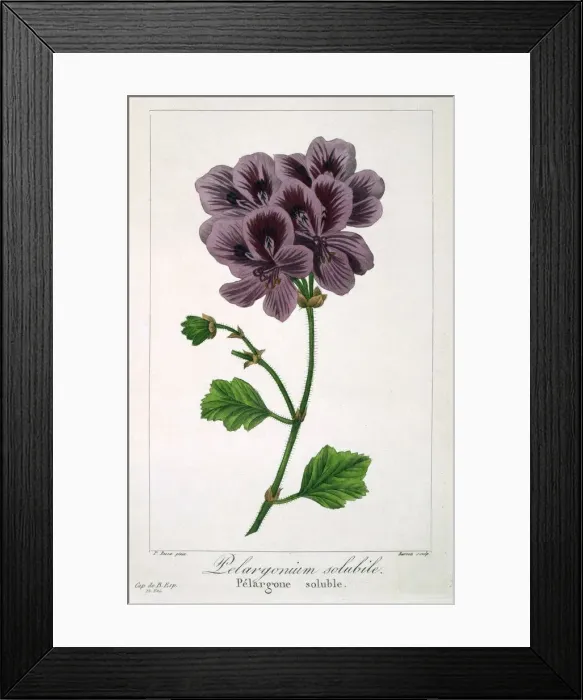 Framed Print : Pelargonium, pub. 1836. Creator: Panacre Bessa (1772-1846) Framed Print : Pelargonium, pub. 1836. Creator: Panacre Bessa (1772-1846)