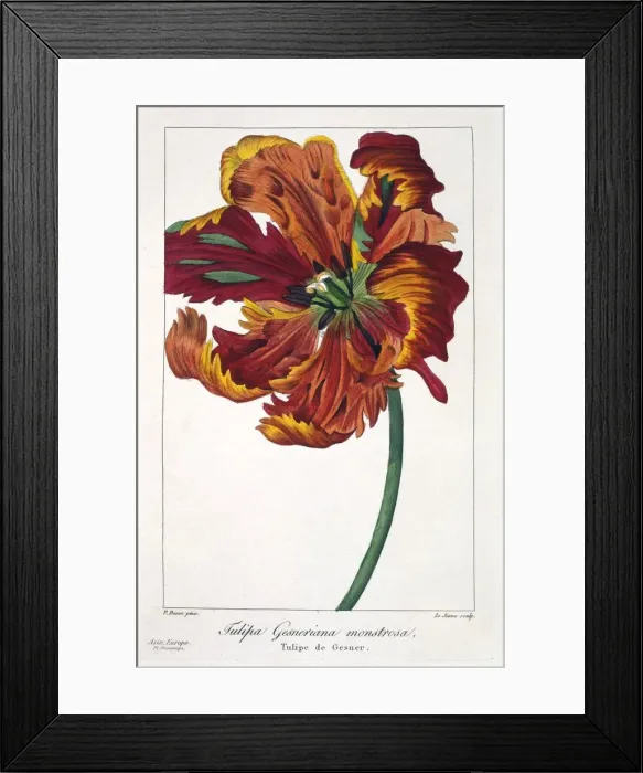 Framed Print : Tulip Firebird, pub. 1836. Creator: Panacre Bessa (1772-1846) Framed Print : Tulip Firebird, pub. 1836. Creator: Panacre Bessa (1772-1846)