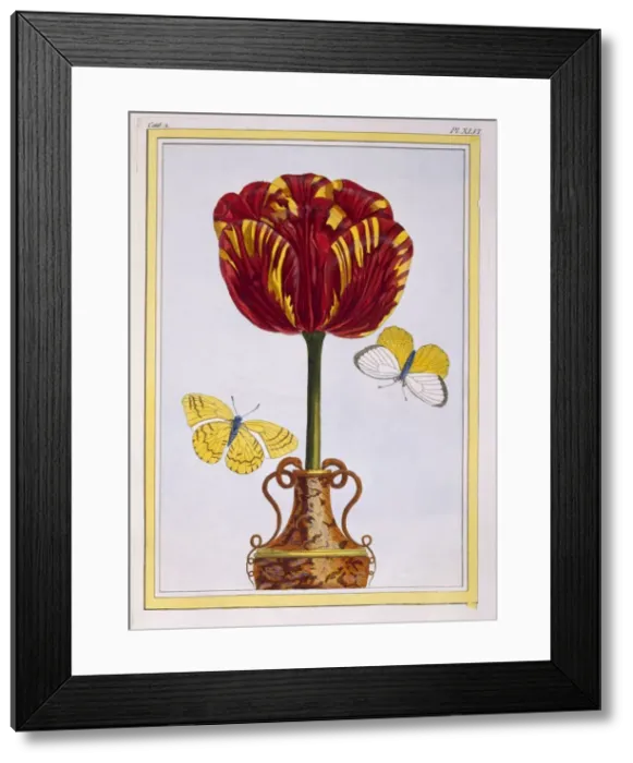 Framed Print : Tulip Le Drap d Or, pub. 1776. Creator: Pierre Joseph Buchoz (1731-1807) Framed Print : Tulip Le Drap d Or, pub. 1776. Creator: Pierre Joseph Buchoz (1731-1807)