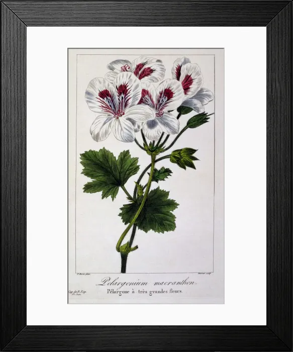 Framed Print : Pelargonium Macranthon, pub. 1836. Creator: Panacre Bessa (1772-1846) Framed Print : Pelargonium Macranthon, pub. 1836. Creator: Panacre Bessa (1772-1846)
