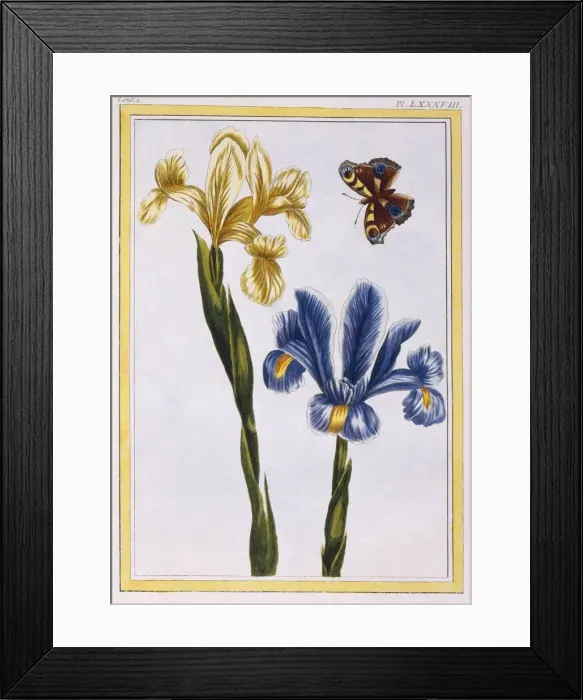 Framed Print : Yellow and Violet Irises, pub. 1776. Creator: Pierre Joseph Buchoz (1731-1807) Framed Print : Yellow and Violet Irises, pub. 1776. Creator: Pierre Joseph Buchoz (1731-1807)
