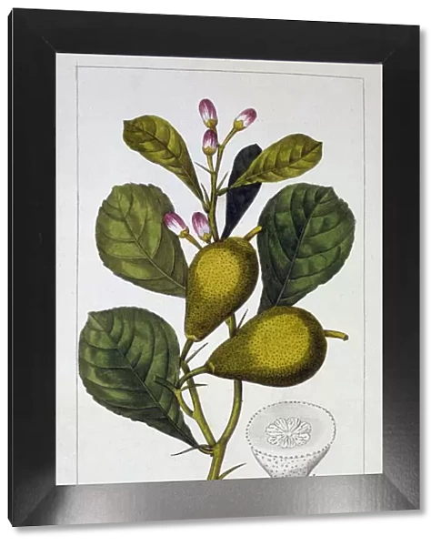 Peretta Lemon, pub. 1836. Creator: Panacre Bessa (1772-1846)