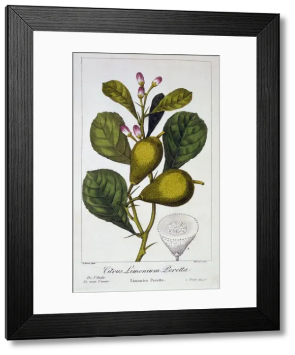 Framed Print : Peretta Lemon, pub. 1836. Creator: Panacre Bessa (1772-1846) Framed Print : Peretta Lemon, pub. 1836. Creator: Panacre Bessa (1772-1846)