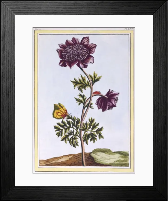 Framed Print : Garden Anenome (Windflower), pub. 1776. Creator: Pierre Joseph Buchoz (1731-1807) Framed Print : Garden Anenome (Windflower), pub. 1776. Creator: Pierre Joseph Buchoz (1731-1807)