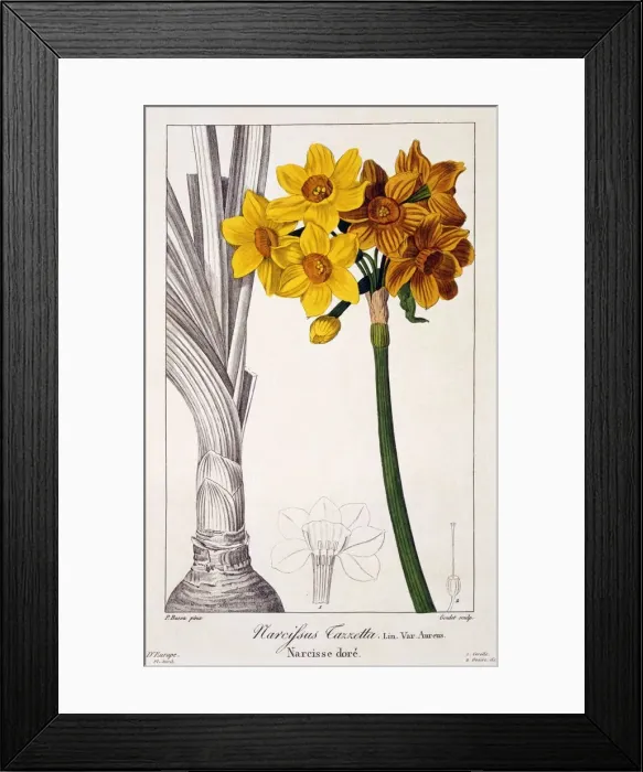 Framed Print : Narcissus Tazetta, pub. 1836. Creator: Panacre Bessa (1772-1846) Framed Print : Narcissus Tazetta, pub. 1836. Creator: Panacre Bessa (1772-1846)