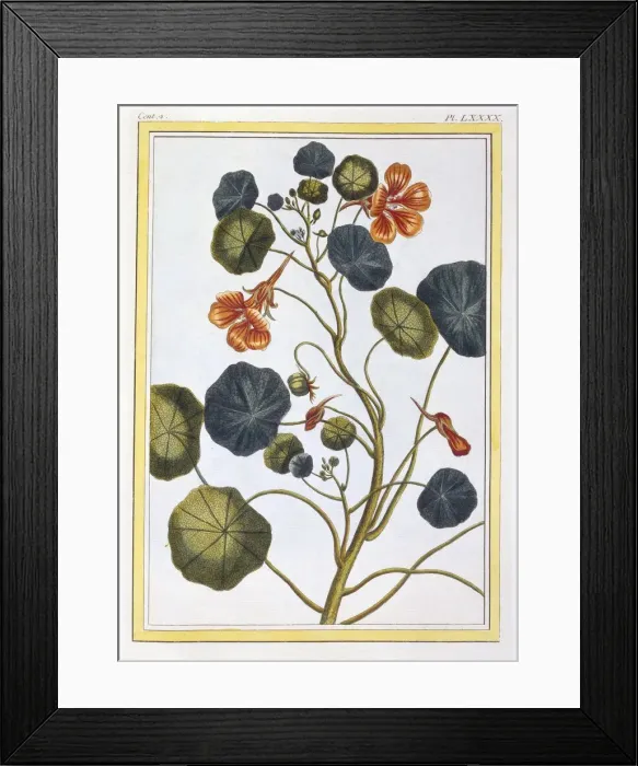 Framed Print : La Capucine (Nasturtium), pub. 1776. Creator: Pierre Joseph Buchoz (1731-1807) Framed Print : La Capucine (Nasturtium), pub. 1776. Creator: Pierre Joseph Buchoz (1731-1807)