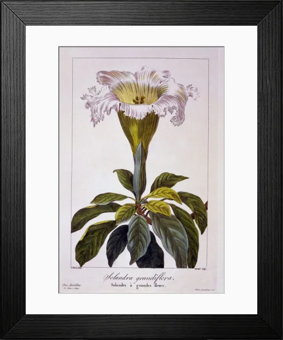 Framed Print : Chalice Vine, pub. 1836. Creator: Panacre Bessa (1772-1846) Framed Print : Chalice Vine, pub. 1836. Creator: Panacre Bessa (1772-1846)
