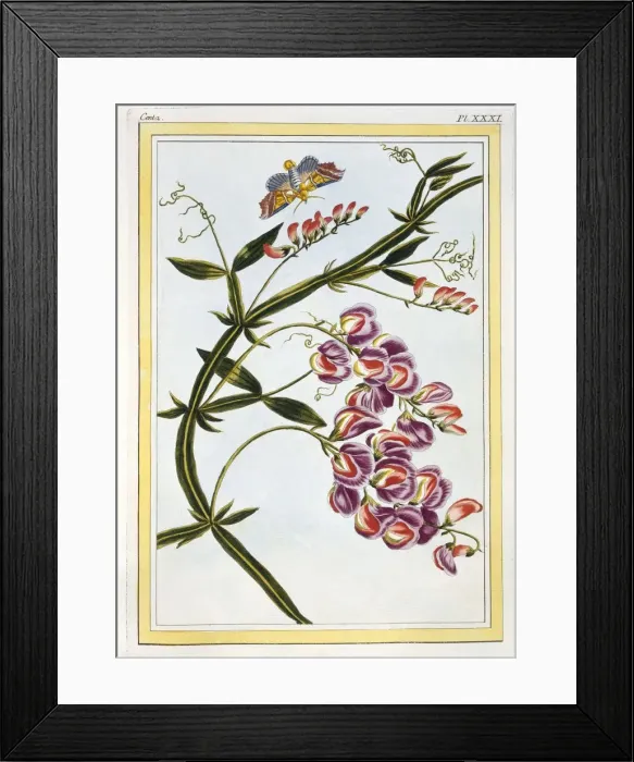 Framed Print : Le Grand Lathyre (Everlasting Sweet Pea), pub. 1776. Creator: Pierre Joseph Buchoz (1731-1807) Framed Print : Le Grand Lathyre (Everlasting Sweet Pea), pub. 1776. Creator: Pierre Joseph Buchoz (1731-1807)