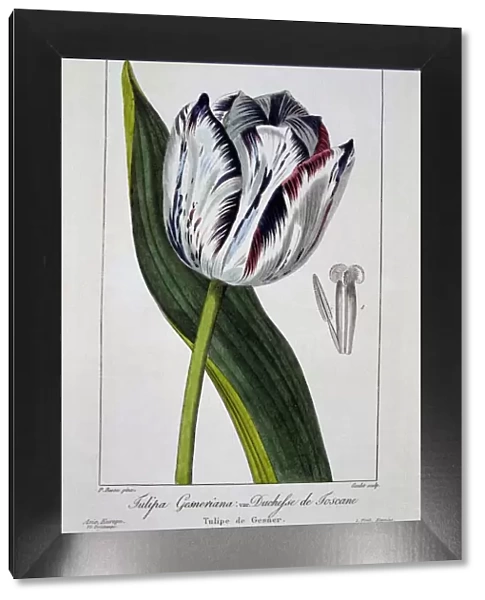 Tulip: Duchess of Tuscany, pub. 1836. Creator: Panacre Bessa (1772-1846)