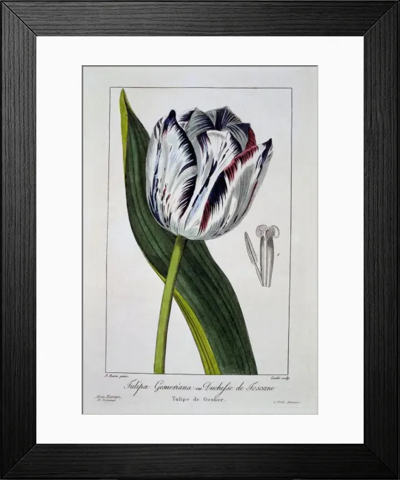 Framed Print : Tulip: Duchess of Tuscany, pub. 1836. Creator: Panacre Bessa (1772-1846) Framed Print : Tulip: Duchess of Tuscany, pub. 1836. Creator: Panacre Bessa (1772-1846)