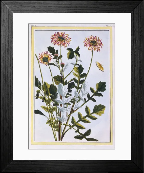 Framed Print : Ethiopian Arctotis (African Daisy), pub. 1776. Creator: Pierre Joseph Buchoz (1731-1807) Framed Print : Ethiopian Arctotis (African Daisy), pub. 1776. Creator: Pierre Joseph Buchoz (1731-1807)