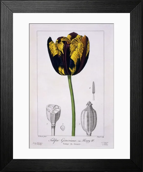 Framed Print : Tulip: King Henry IV. pub. 1836. Creator: Panacre Bessa (1772-1846) Framed Print : Tulip: King Henry IV. pub. 1836. Creator: Panacre Bessa (1772-1846)