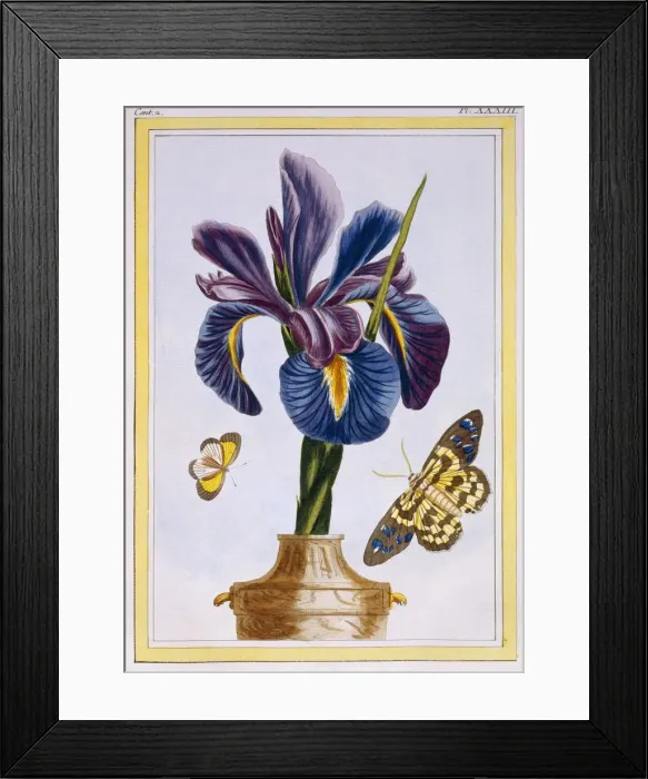 Framed Print : Common Iris with Butterflies, pub. 1776. Creator: Pierre Joseph Buchoz (1731-1807) Framed Print : Common Iris with Butterflies, pub. 1776. Creator: Pierre Joseph Buchoz (1731-1807)
